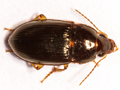 Amara bifrons